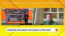 Florida citrus growers still reeling a year after Hurricane Ian
