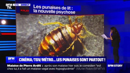 LES ÉCLAIREURS - Punaises de lit, la nouvelle psychose
