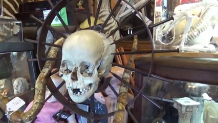 Oddities & Antiques - Clearwater, Florida