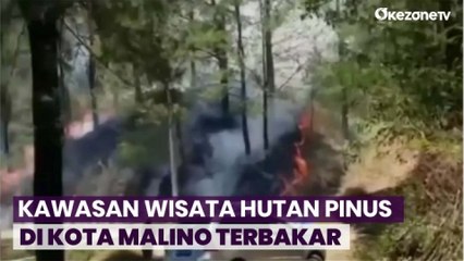 Detik-Detik Kawasan Wisata Hutan Pinus di Kota Malino Terbakar