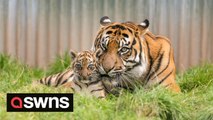 Adorable moment 'gender reveal' was held for newborn tiger cub after safari park keepers helped her to walk
