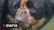 Chester Zoo welcomes own 'Paddington Bear' as part of breeding programme to help save the species from extinction