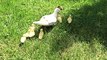 Husband Rescues Ducklings From Storm Drain