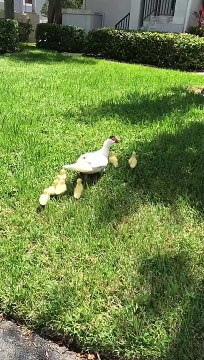 Husband Rescues Ducklings From Storm Drain