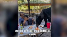 Um urso com gosto bem mexicano..