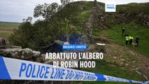 Abbattuto l'albero di Robin Hood in Inghilterra, probabile atto vandalico