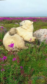 Les ours polaires se promènent dans les champs de fleurs sauvages