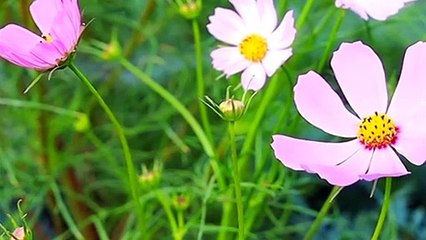 Amazing Sweet Flowers | Relaxing Environment | Peaceful View | Calm Mind