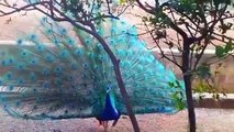 Peacock Dancing | Amazing Video | Soothing View | 4K Nature Video