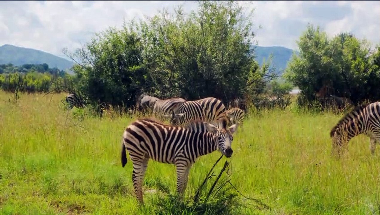 Zebra in Stunning 4K