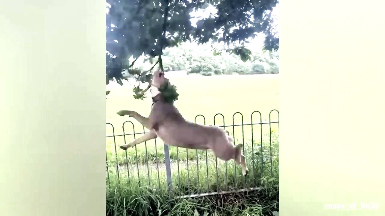 animal funny video 56