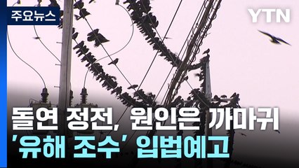 갑작스러운 정전, 원인은 까마귀...'유해조수' 입법예고 / YTN