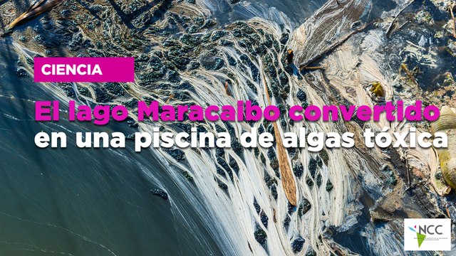 El lago Maracaibo convertido en una piscina de algas tóxica