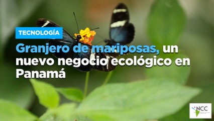Granjero de mariposas, un nuevo negocio ecológico en Panamá