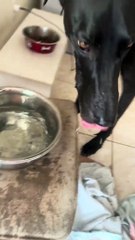 Un dogue allemand fait des dégâts au bol d'eau