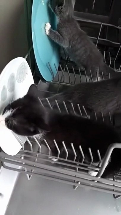 Voilà comment fonctionne un lave vaisselle