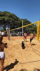 Ce chien est le roi du beach-volley