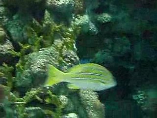 Shanghai Aquarium filmé par Xonim