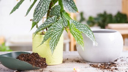 How to Fertilize Indoor Plants for the Lushest Growth