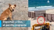 ¡Se acabó el sueño americano para el perrito migrante! Es deportado a Tijuana