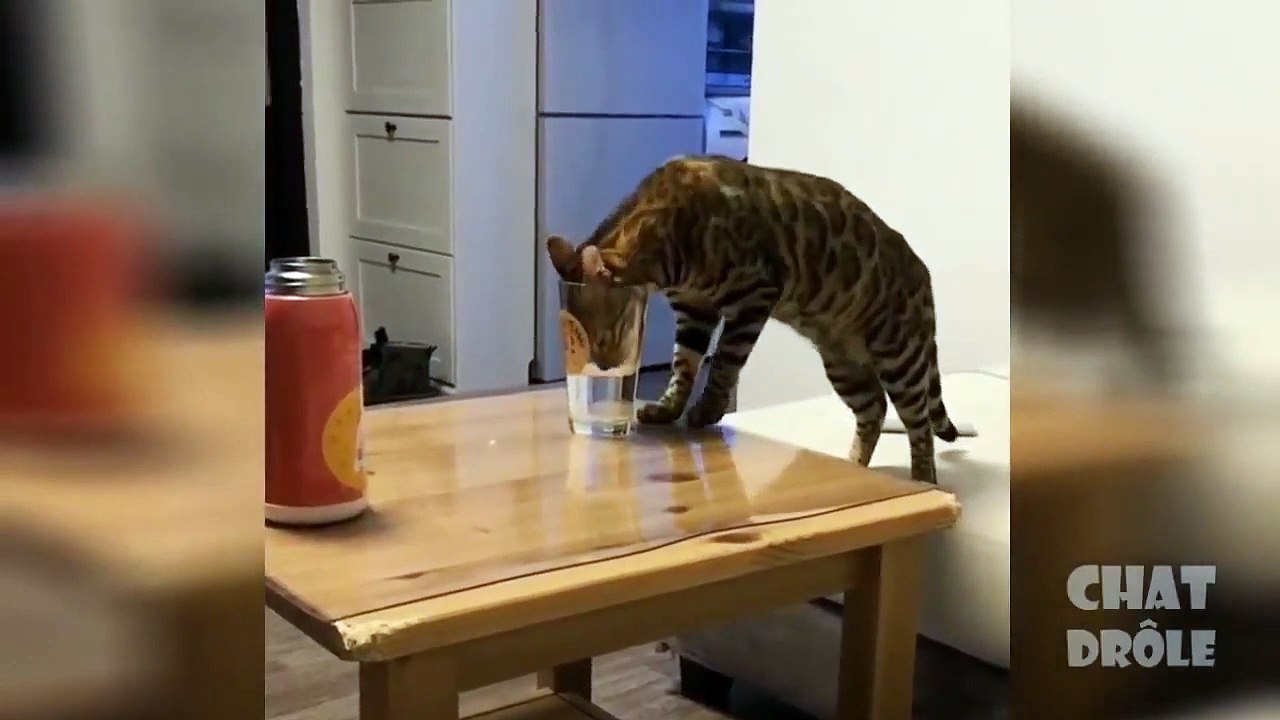 CHATS TROP DROLES - RIRE ET SE DETENDRE SUR DES MIGNONS CHATS DROLES