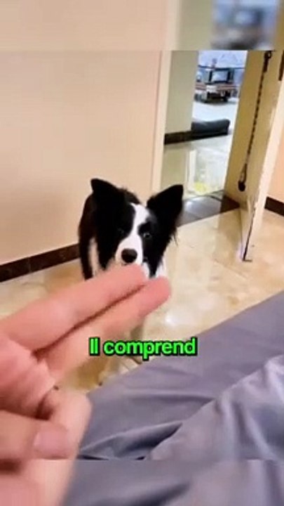 Le Chien le Plus Intelligent ❤