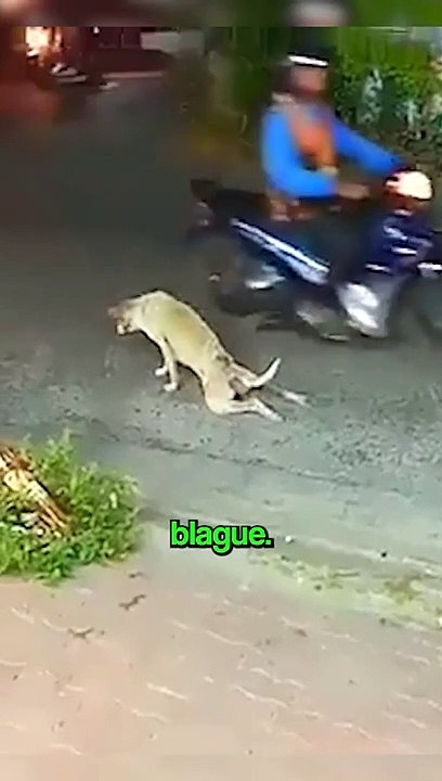 Ce Chien est un Comique ❤️