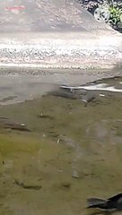 Fish in ponds