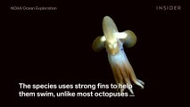 Dumbo octopus 'wows' researchers during deep-sea expedition