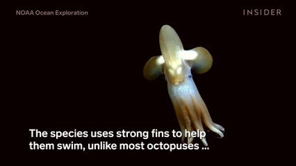 Dumbo octopus 'wows' researchers during deep-sea expedition