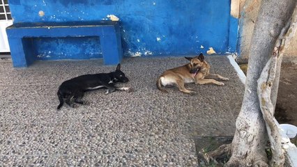 Animais de rua sofrem com calor em Sousa, e ativista pede ajuda à população e ao poder público