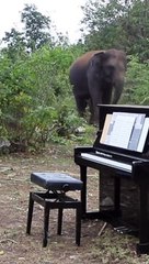 Professional pianist plays for elderly elephants