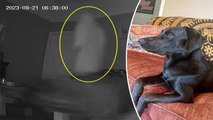 Boo! A ghost spooked my dog — and the whole thing was caught on pet cam