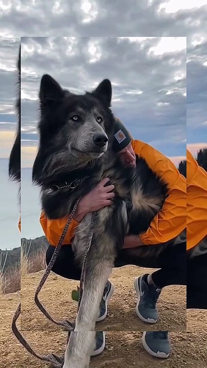 "Gorgeous Dogs Unleashed: A Visual Symphony of Beauty  | Captivating Dog Video"