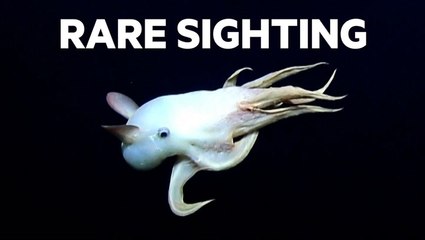 Dumbo octopus 'wows' researchers during deep-sea expedition