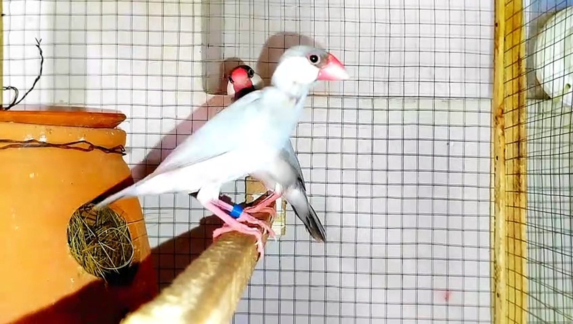 ⁣Beautiful Java Birds cute Sounds