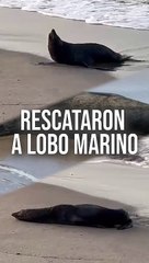 Un lobo marino fue rescatado en la playa Boca de Tomates, de Puerto Vallarta. Se encontraba desnutrido y moribundo  #TuNotiReel