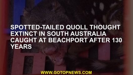 Spotted-tailed quoll thought extinct in South Australia caught at Beachport after 130 years