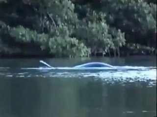 'Scary' footage of ‘Loch Ness Monster’ divides opinion