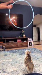 Baby Cats - Cute and Funny Cat videos l l A compilation of cute and funny cat videos