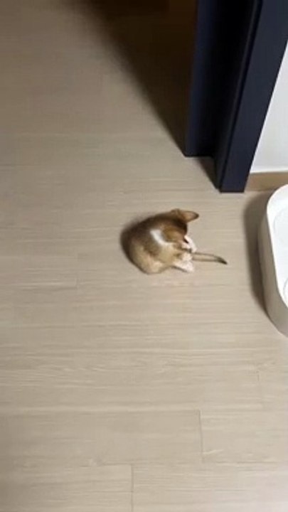 catvideoscompilation - YouTube