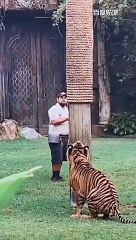 Who says tigers can't climb trees!  トラは木に登れないなんて誰が言ったんだ