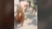 हैवानियत: बाप बेटे को नंगा करके बेल्टों से पीटा, तमाशा देखते रहे लोग, देखिए Video