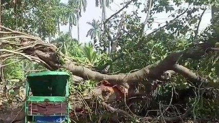 मुंगेर: विशालकाय बरगद वृक्ष का टहनी टूट कर गिरा, मची अफरा-तफरी