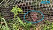 Farmer finds “extinct” quoll in trap