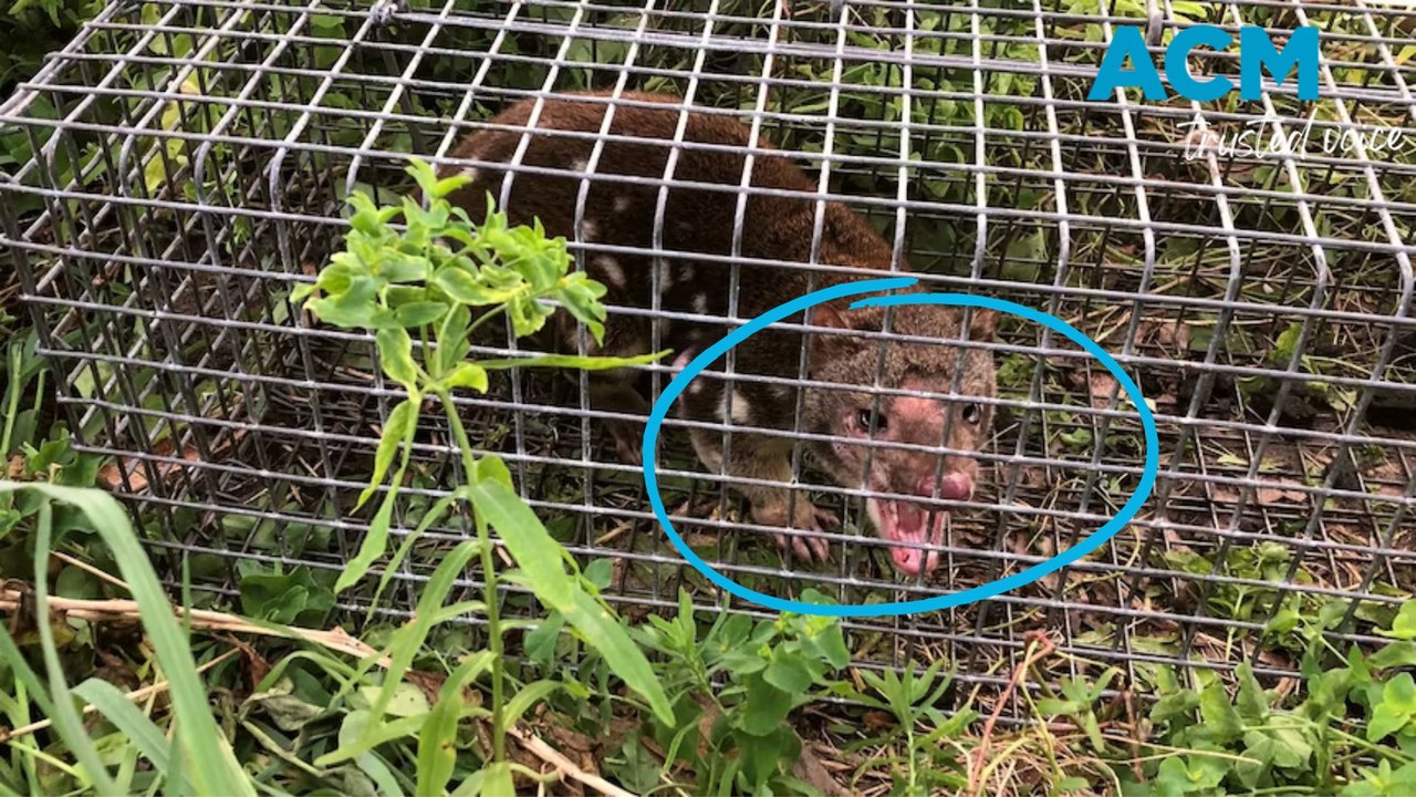 Farmer finds “extinct” quoll in trap
