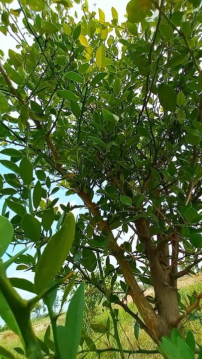 4K Relax Nature | Peaceful and Amazing Nature | #nature #naturelover