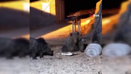 Şantiyede yiyecek arayan 4 ayı kamerada