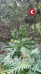 High Hub Hostel : à la découverte d'un gîte unique, entre forêt et hospitalité