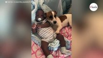 Ce chien n'est absolument pas d'accord pour que l'on approche le bébé : la vidéo étonne 1M de personnes